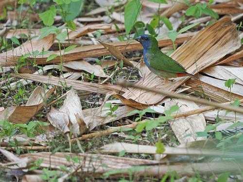 Tricoloured Parrotfinch