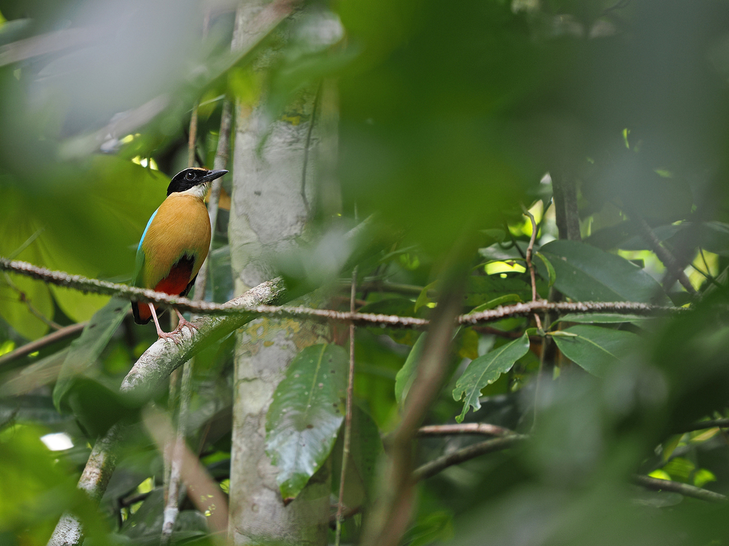 Banda Sea Pitta