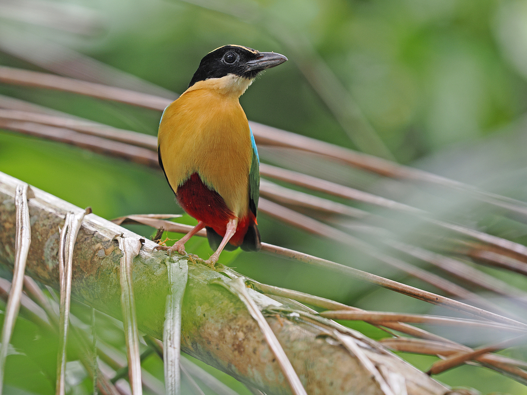 Elegant Pitta (Pitta elegans) photo