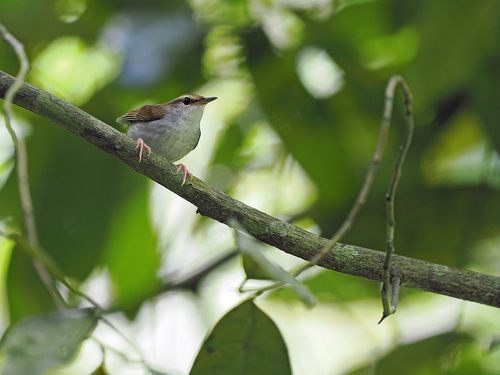 Timor Stubtail (Urosphena subulata), photo 3