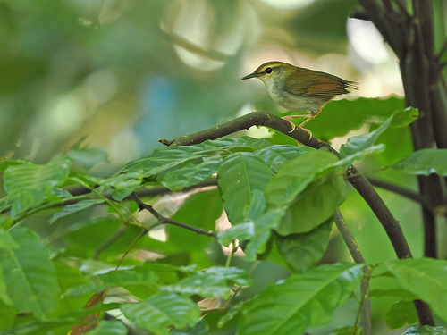 Timor Stubtail (Urosphena subulata), photo 5