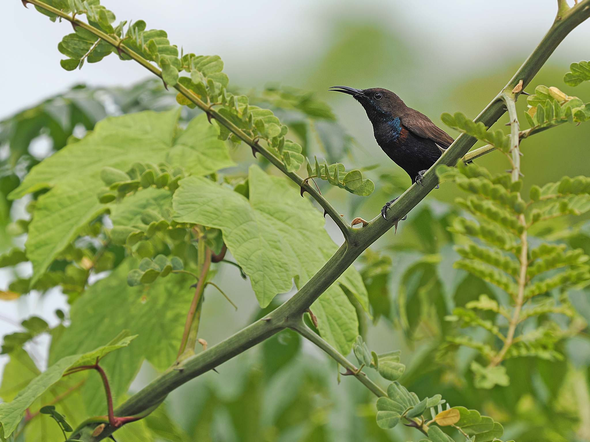 Flores Sea Sunbird illustration