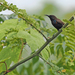 Flores Sea Sunbird - Photo (c) James Eaton, some rights reserved (CC BY-NC), uploaded by James Eaton