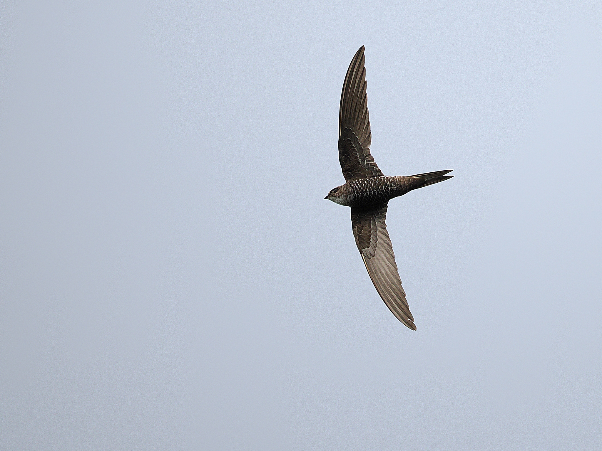 Fork-tailed Swift