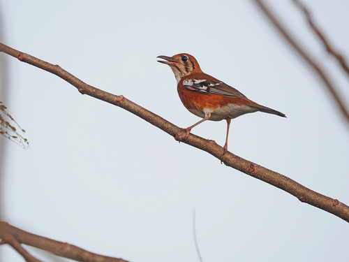 Orange-sided Thrush (Geokichla peronii), photo 4