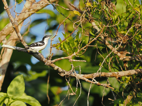 White-browed Triller (Lalage moesta), photo 1