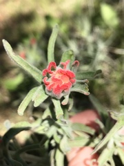 Castilleja foliolosa