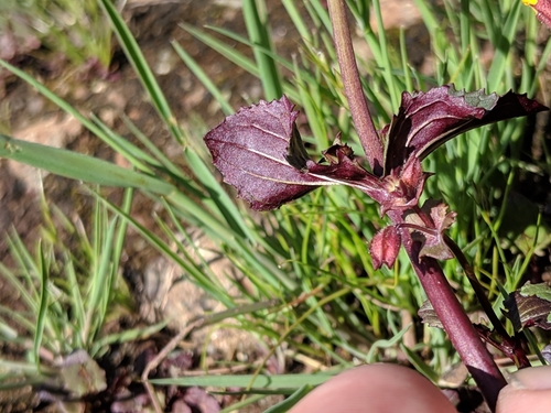 Image of Erythranthe serpentinicola by no rights reserved