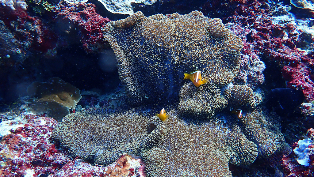 Eastern Skunk Anemonefish