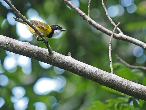 Babar Whistler (Pachycephala sharpei), photo 1