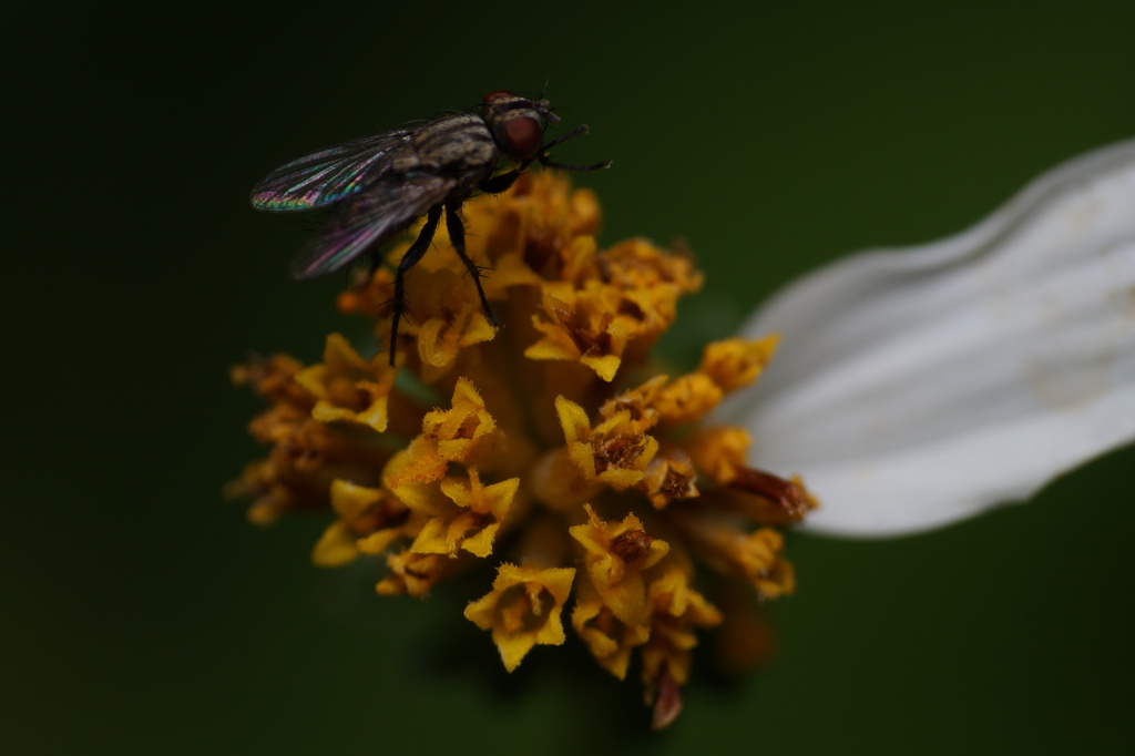 Flesh Flies and Satellite Flies in November 2023 by Lucas Garriga