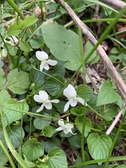 Viola striata