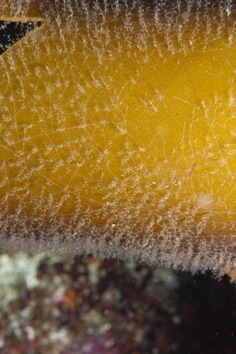 Obelia dichotoma observed 2023-11-26