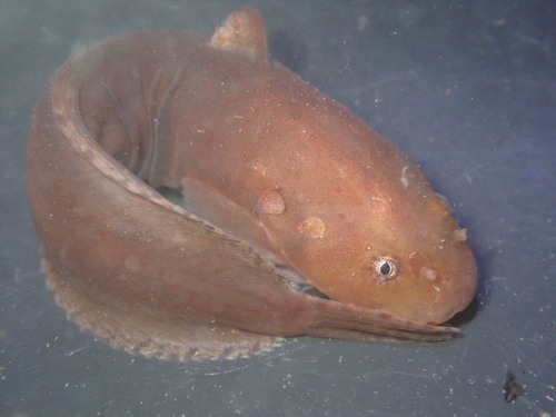 Liparis florae (Jordan & Starks, 1895)