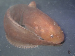 Tidepool Snailfish photo 1