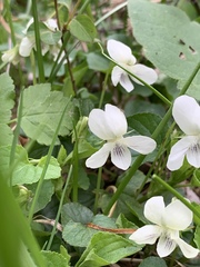 Viola striata