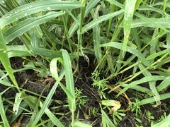 Urochloa mosambicensis