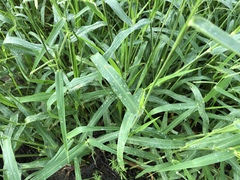 Urochloa mosambicensis
