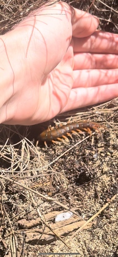 Pacific Giant Centipede photo 4