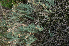 Linum monogynum monogynum