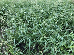 Urochloa mosambicensis