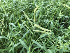 Urochloa mosambicensis