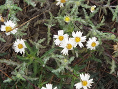 Melampodium cinereum
