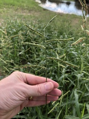 Urochloa mosambicensis