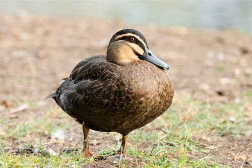 Pacific Black Duck, photo 5 of 10
