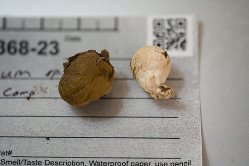 Lycoperdon observed 2023-11-04