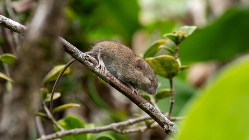 Rattus exulans observed 2023-11-03
