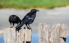 Little Raven photo 5