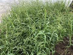 Urochloa mosambicensis