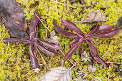 Penstemon cardwellii