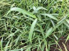 Urochloa mosambicensis