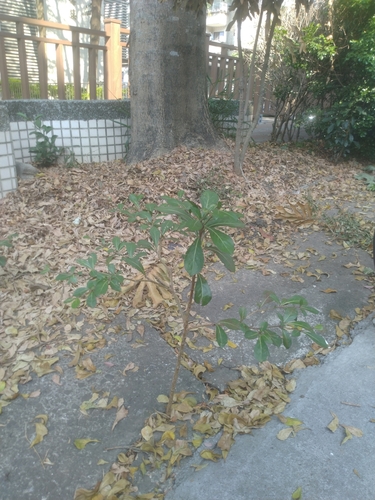 Image of Terminalia mantaly by (c) chiuluan, some rights reserved (CC BY)