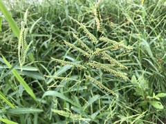 Urochloa mosambicensis