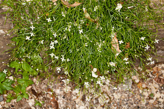 Moehringia muscosa