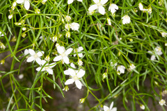 Moehringia muscosa