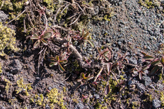 Penstemon cardwellii