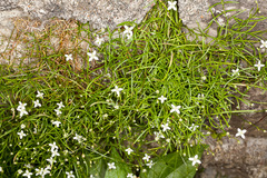 Moehringia muscosa