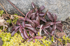 Penstemon cardwellii