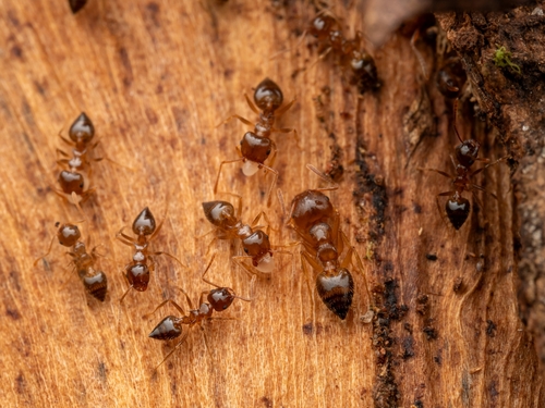 Crematogaster wroughtoniiCrematogaster wroughtonii