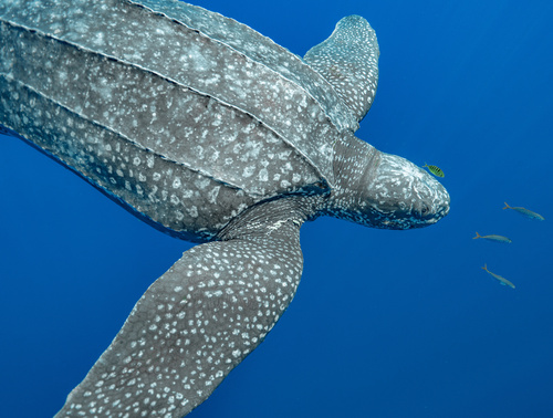 Leatherback Sea Turtle