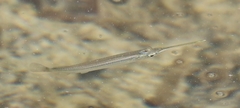 Zenarchopterus dispar