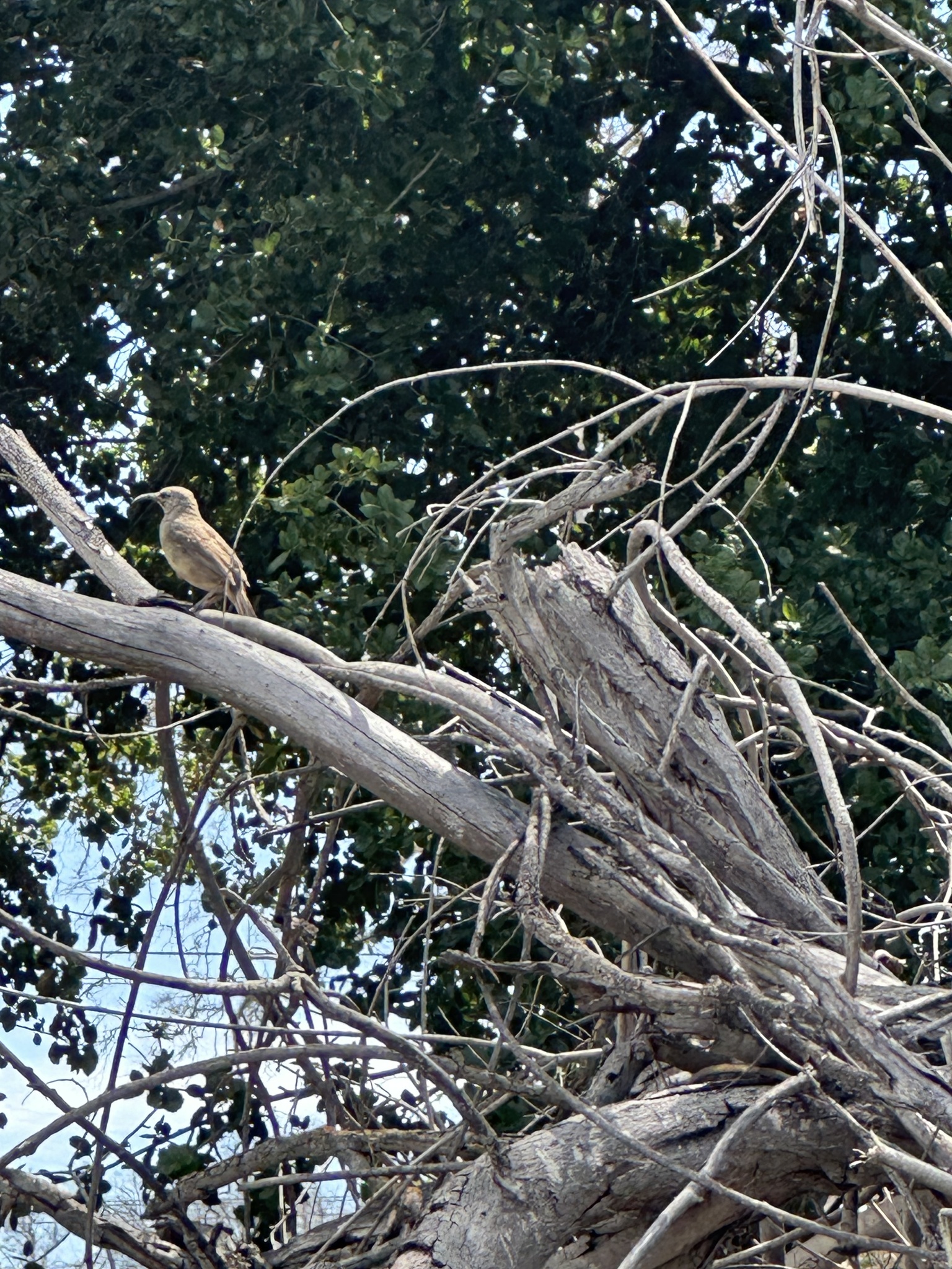 California Thrasher illustration
