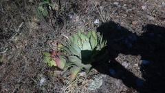 Agave inaequidens