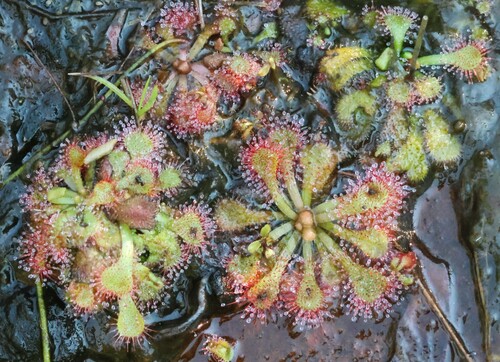 Drosera natalensis (Drosera natalensis)