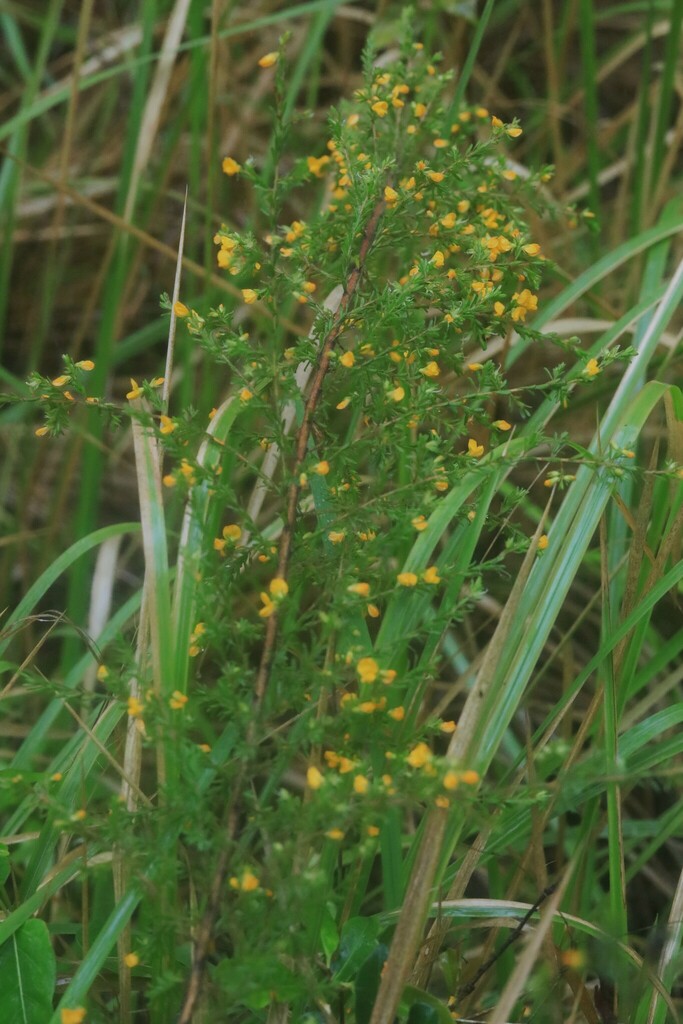 Hairy Bush Pea From Coffs Harbour Nsw Australia On November