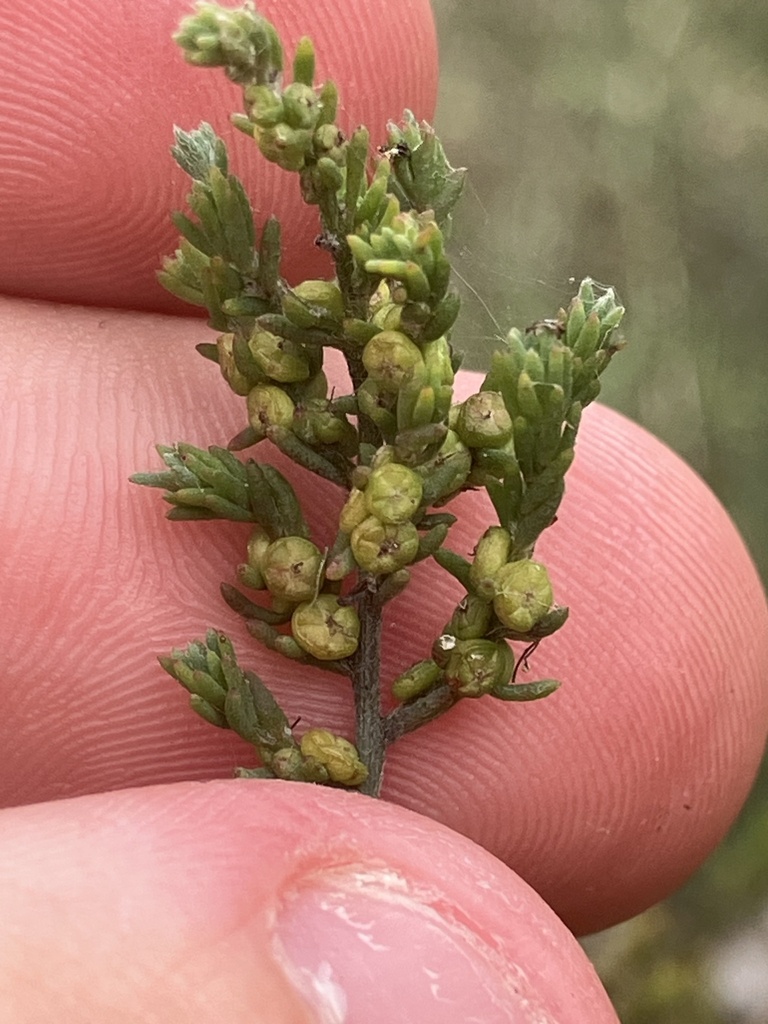 Maireana microphylla from Henty, NSW, AU on November 24, 2023 at 11:40 ...